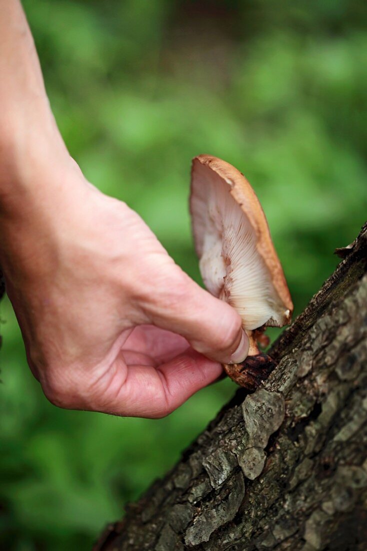 Hand pflückt Pilz auf einem Baumstamm