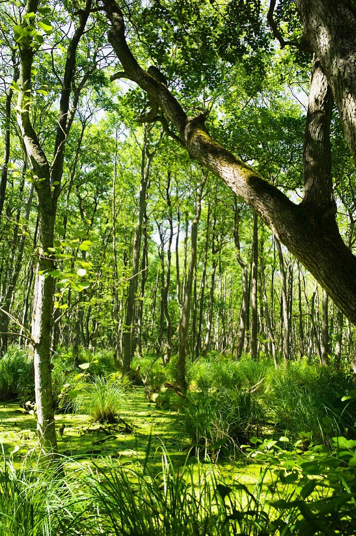 Der Darßer 'Urwald' mit seinen fast 50 Quadratkilometern ist die Heimat einer vielfältigen Pflanzen- und Tierwelt, Mecklenburg-Vorpommern