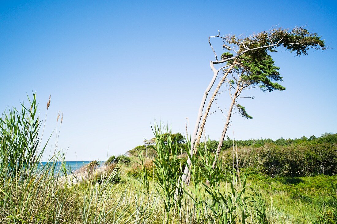 Wind-swept trees on the west beach on Darss, Baltic Sea, Germany