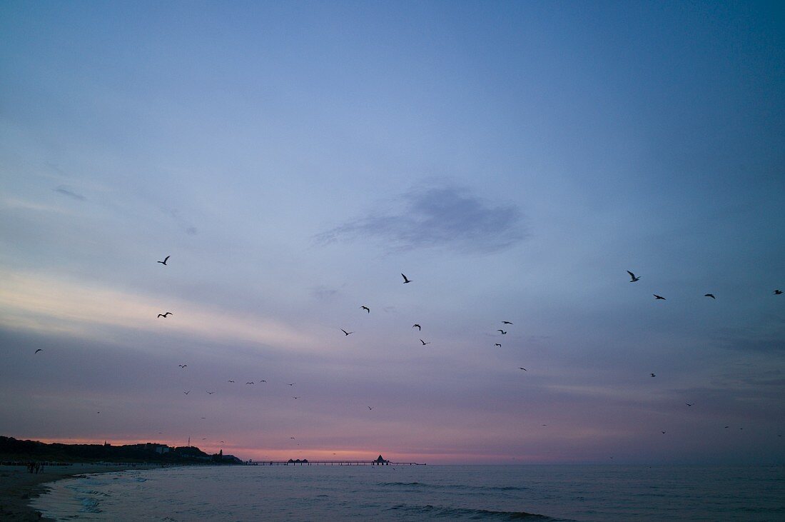 Birds over the Baltic Sea at dusk with the Heringsdorf pier in the background, Usedom