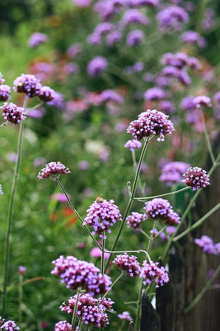 Flowering Veronica rigida in garden