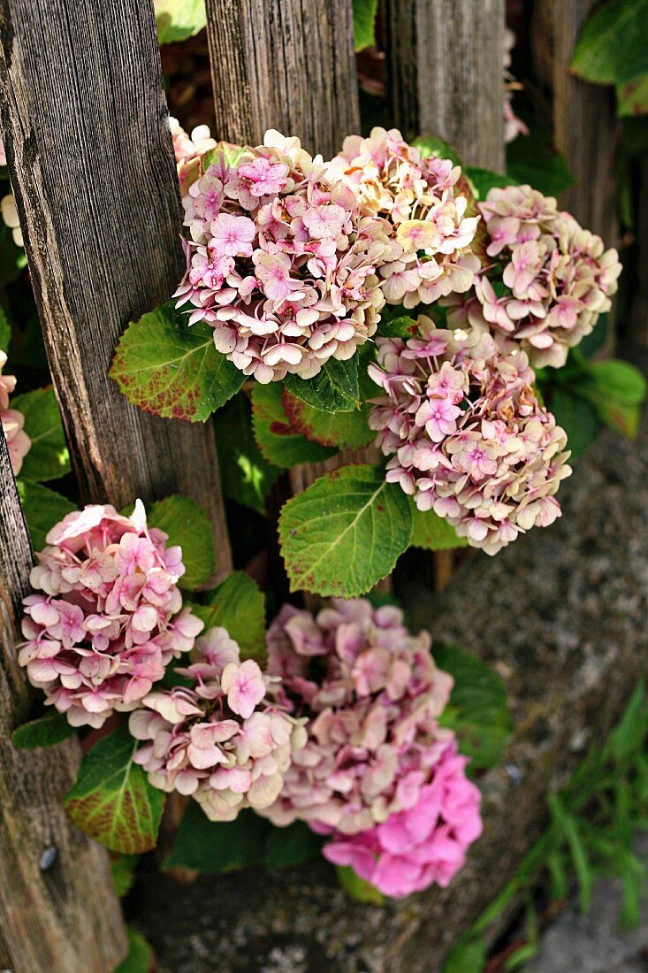 Pink hydrangeas growing through garden fence