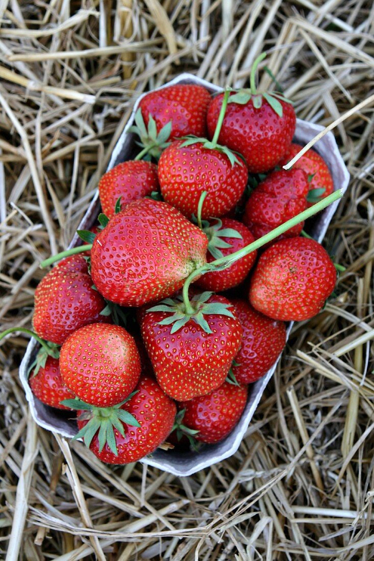 Frische Erdbeeren in einer Pappschale auf Stroh