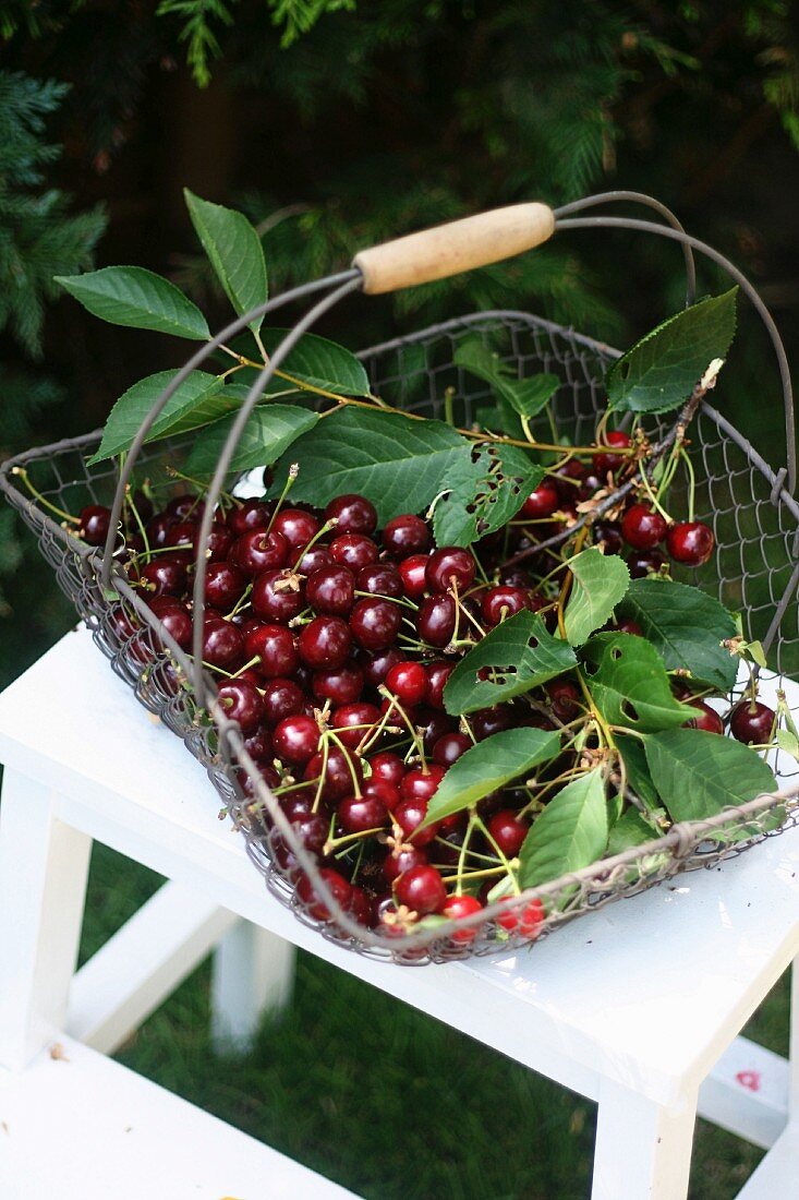 Sour cherries with leaves in a wire basket