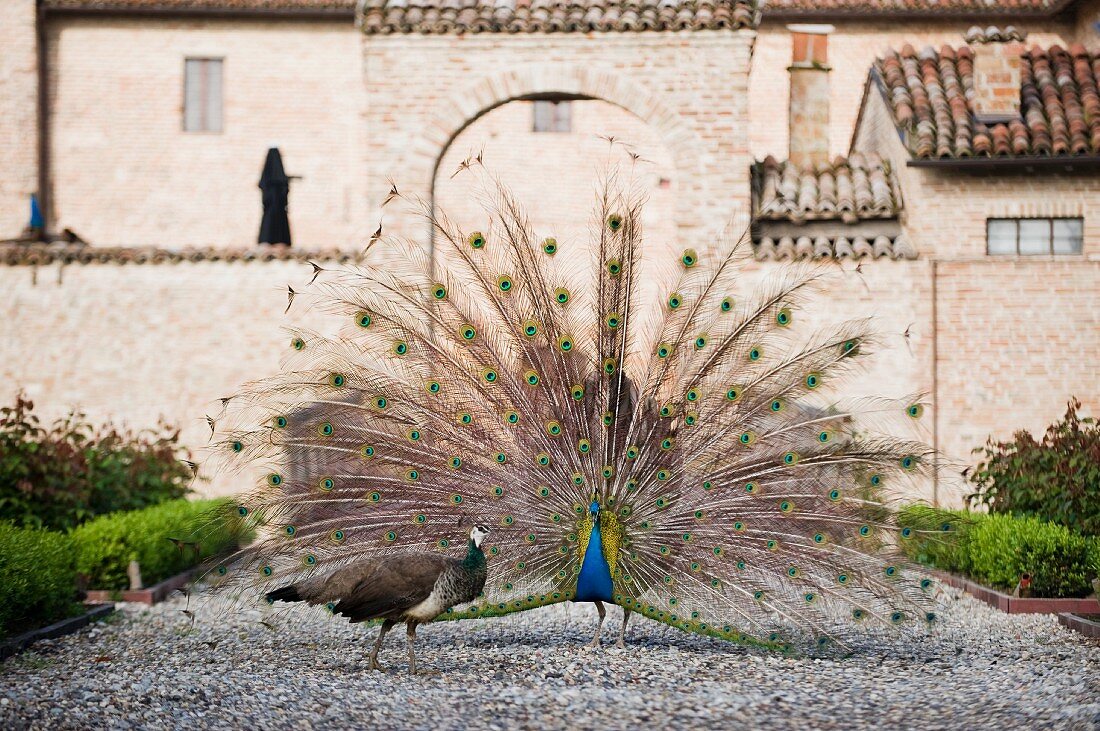 A peacock showing off his feathers in front of the Antica Corte Pallavicina, Emilia-Romagna