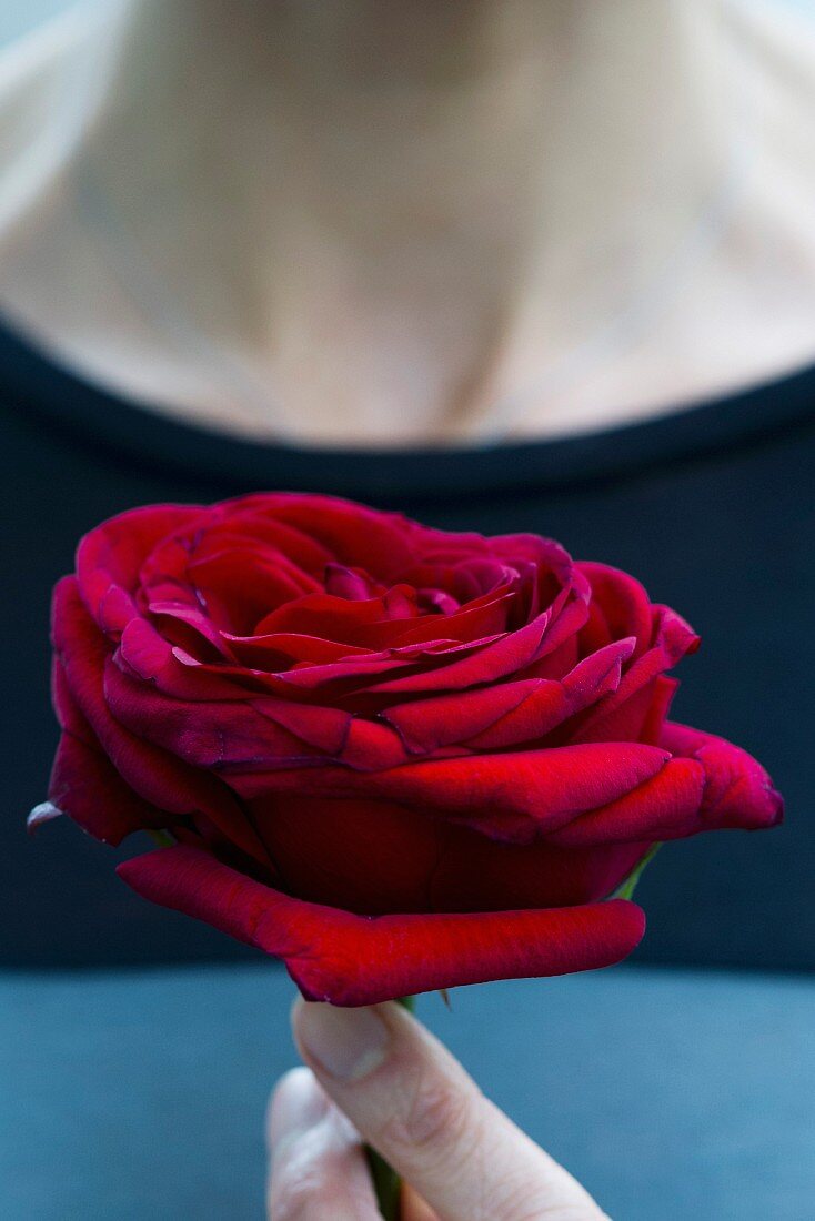 Frau hält rote Rosenblüte in der Hand