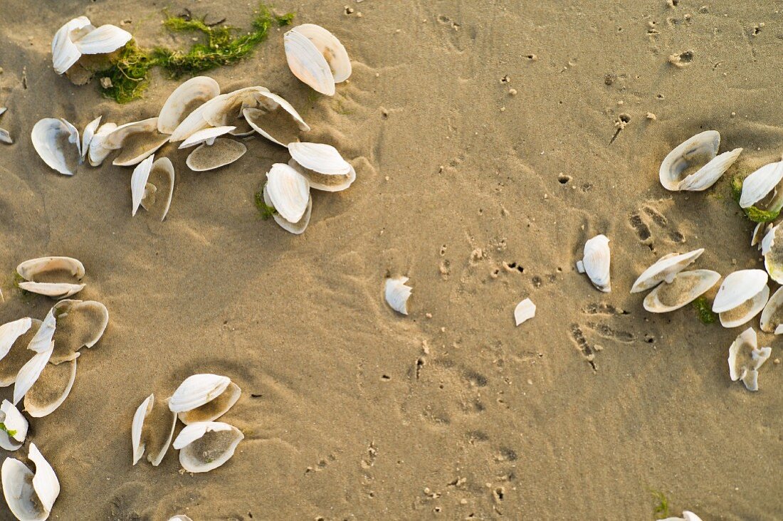 Muscheln im Sand am Heringsdorfer Strand auf der Insel Usedom