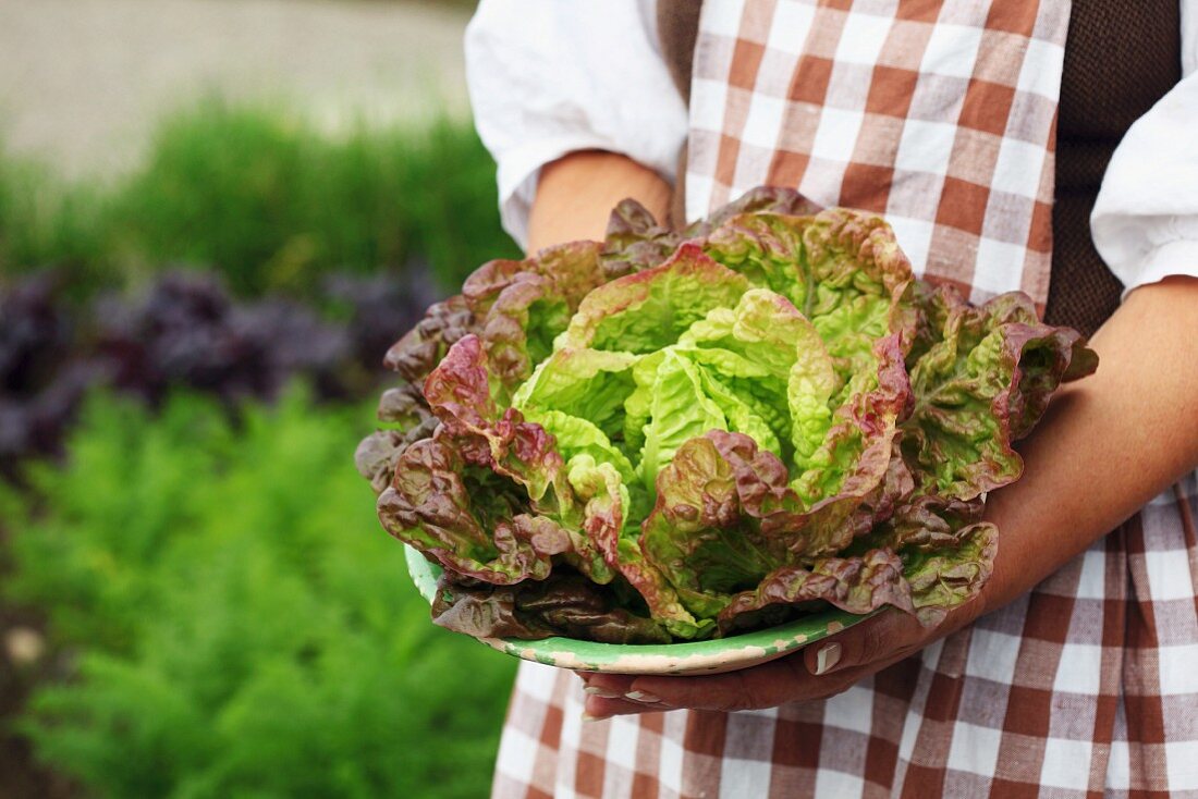 A woman holding a Batavia lettuce in a garden