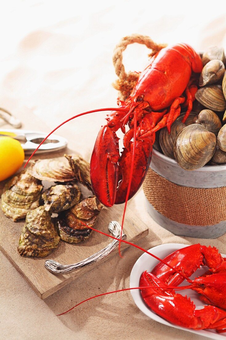 Lobster, clams and oysters on a sandy surface