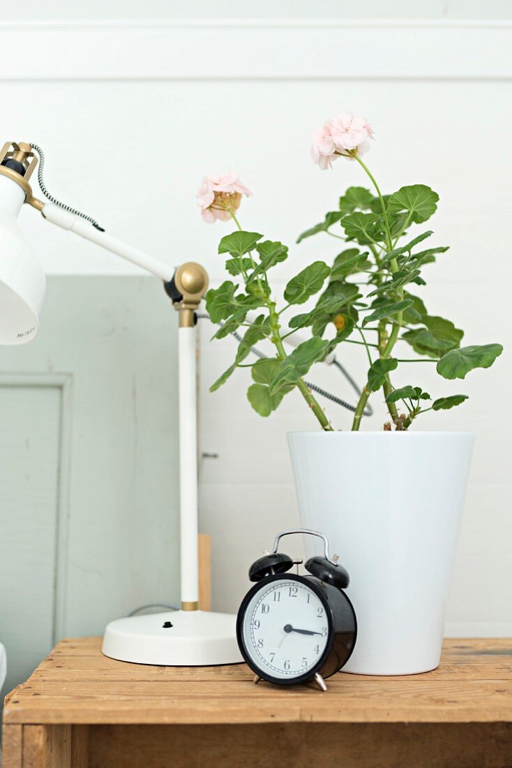 Black, retro alarm clock, geranium in white pot and partially visible, retro table lamp on wooden crate