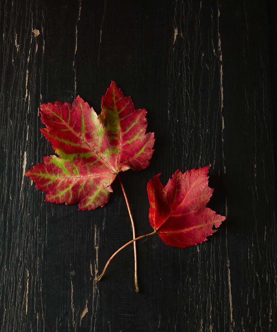 Autumn leaves on black wooden surface