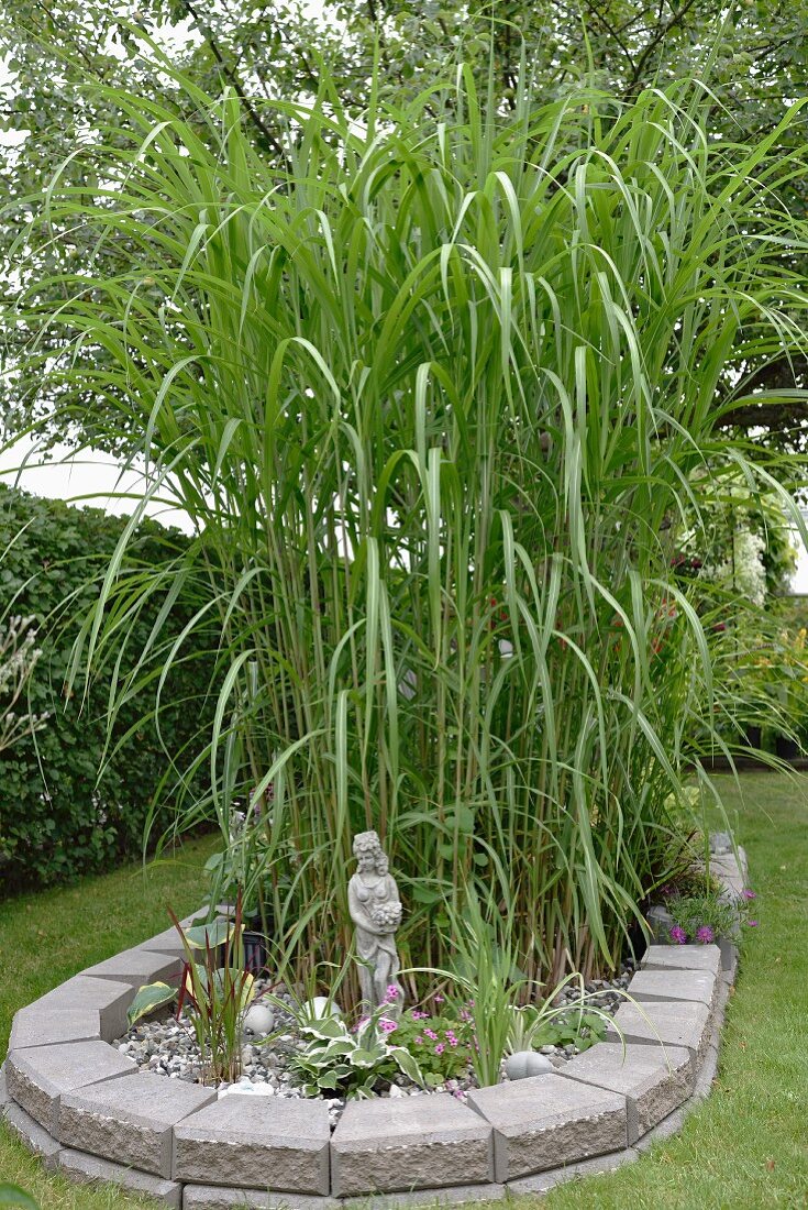 Schilfgewächse im Beet mit Steineinfassung, im Garten