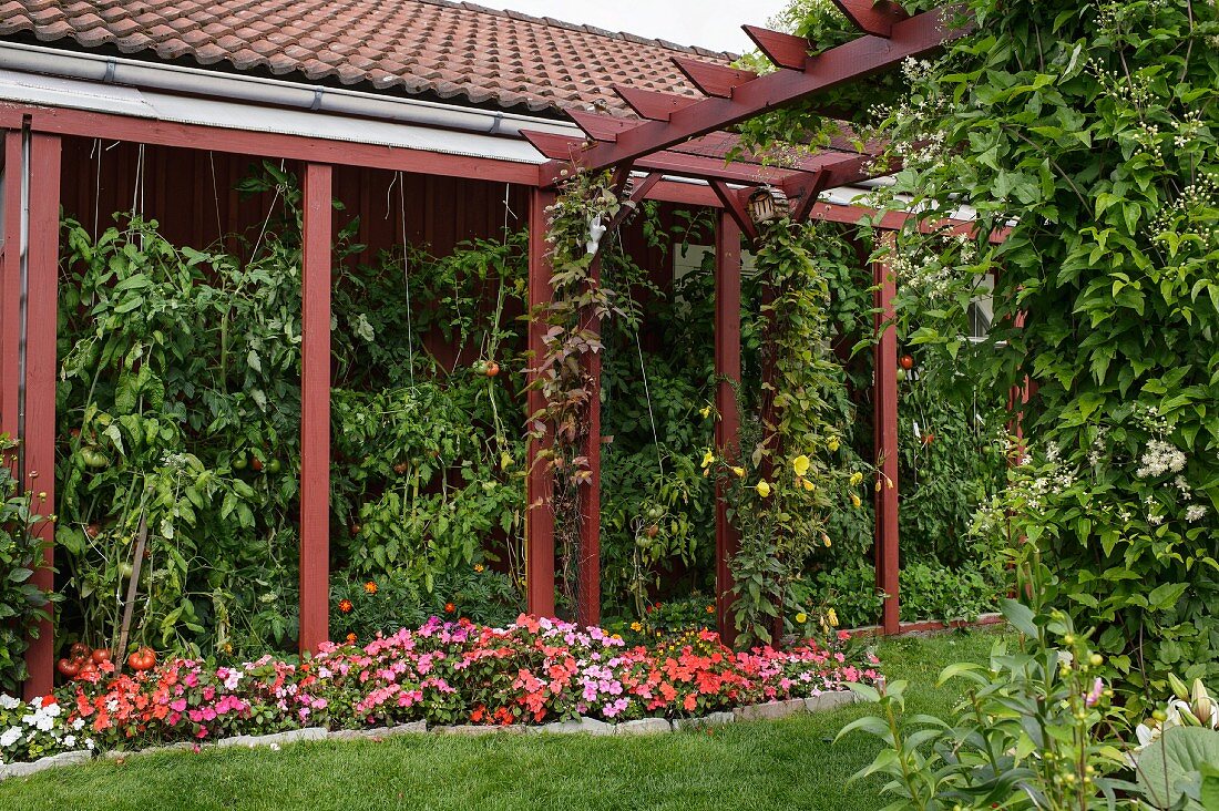 Blühende Blumen im Beet vor berankter Veranda mit Tomatenpflanze, seitlich Pergola aus braunrot gestrichenem Holz