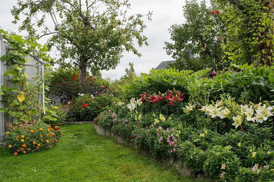 weiße und rote Lilien im Beet in sommerlichem Garten