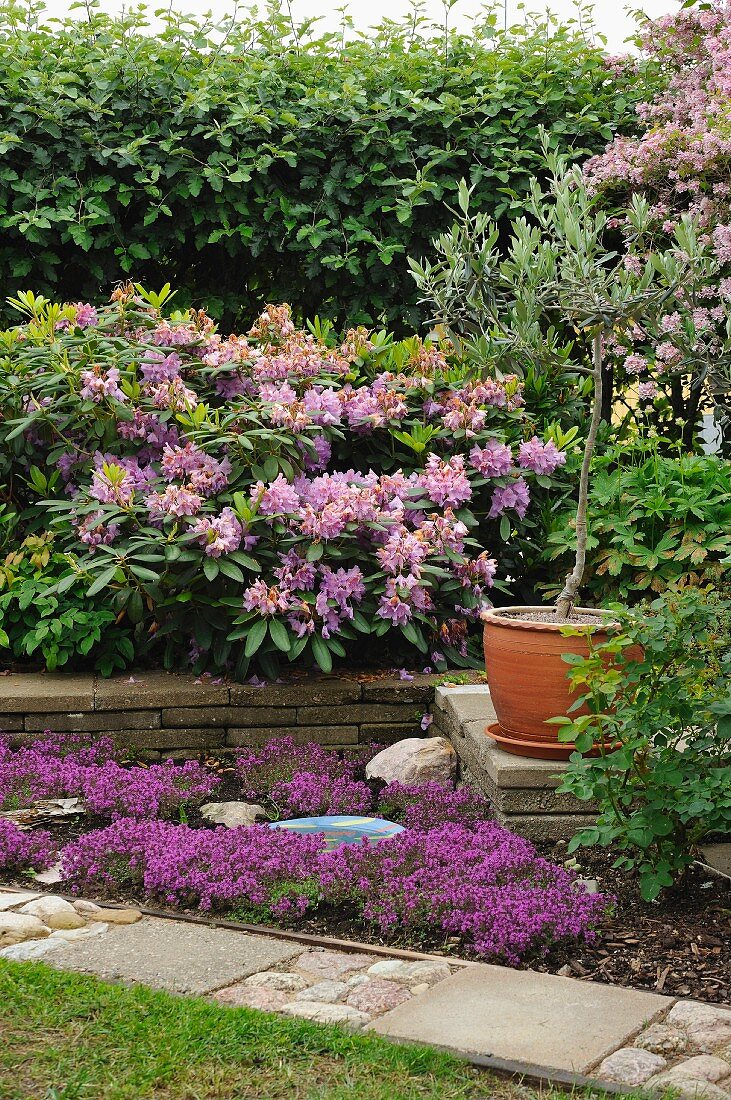 Potted olive tree on stone slabs in flowering garden