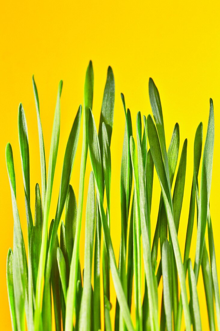 Wheatgrass against a yellow background
