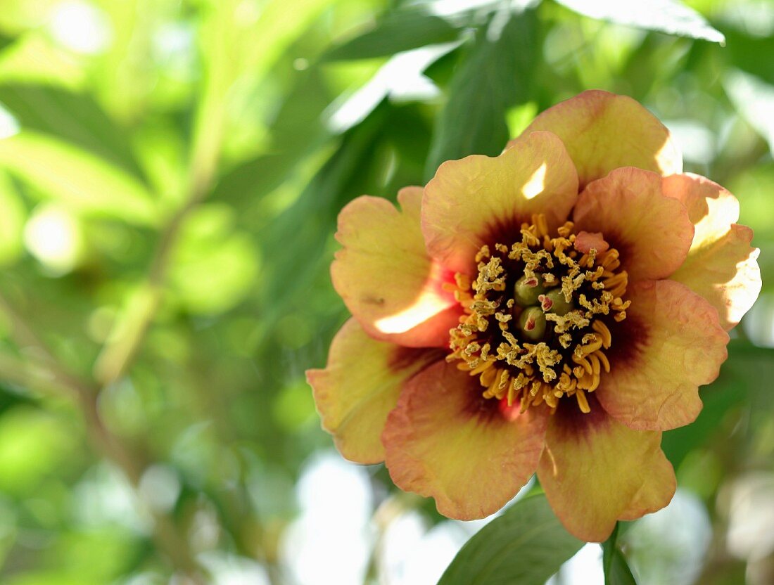 Sonnenbeschienene, gelbe Blüte