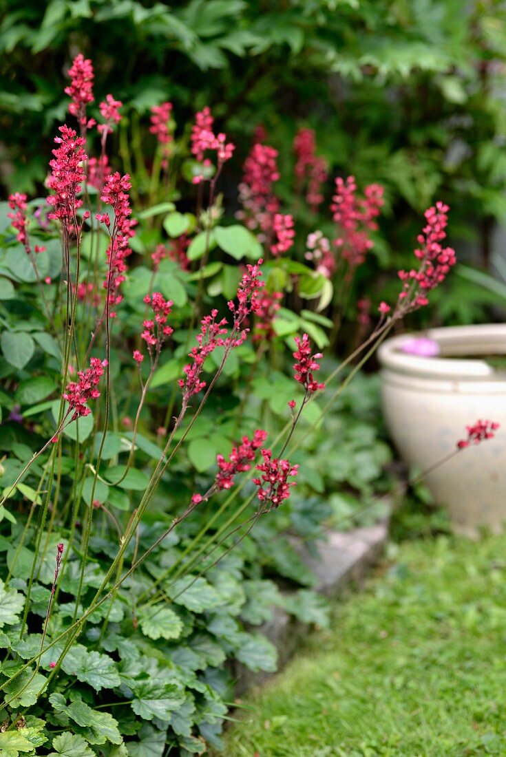 Heuchera in garden