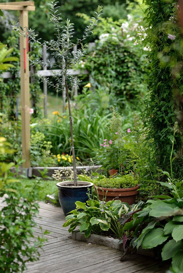 Potted plants on wooden floor in garden