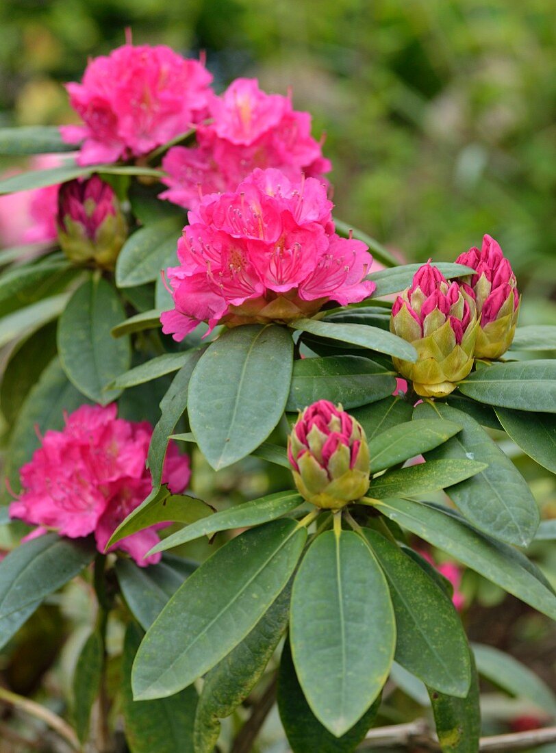 Pinkfarbene Rhododendronblüten
