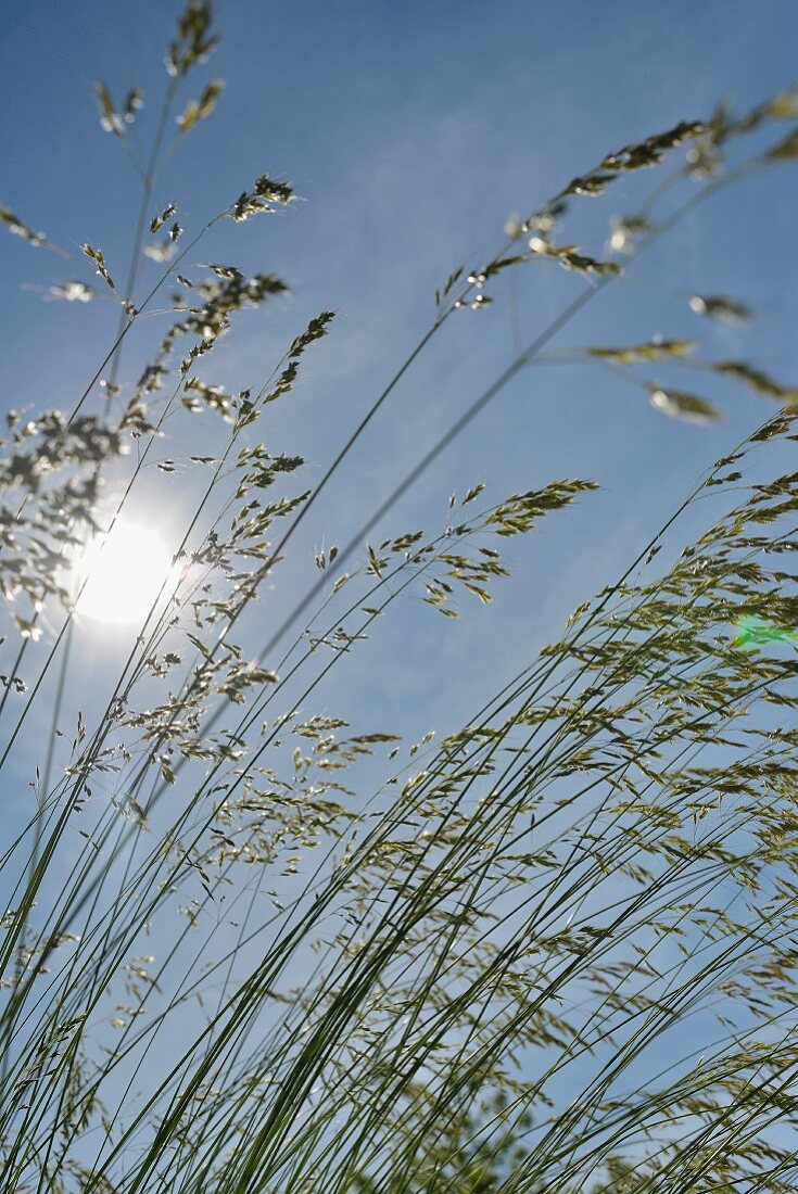 View of blue sky and sun looking up through ornamental grass