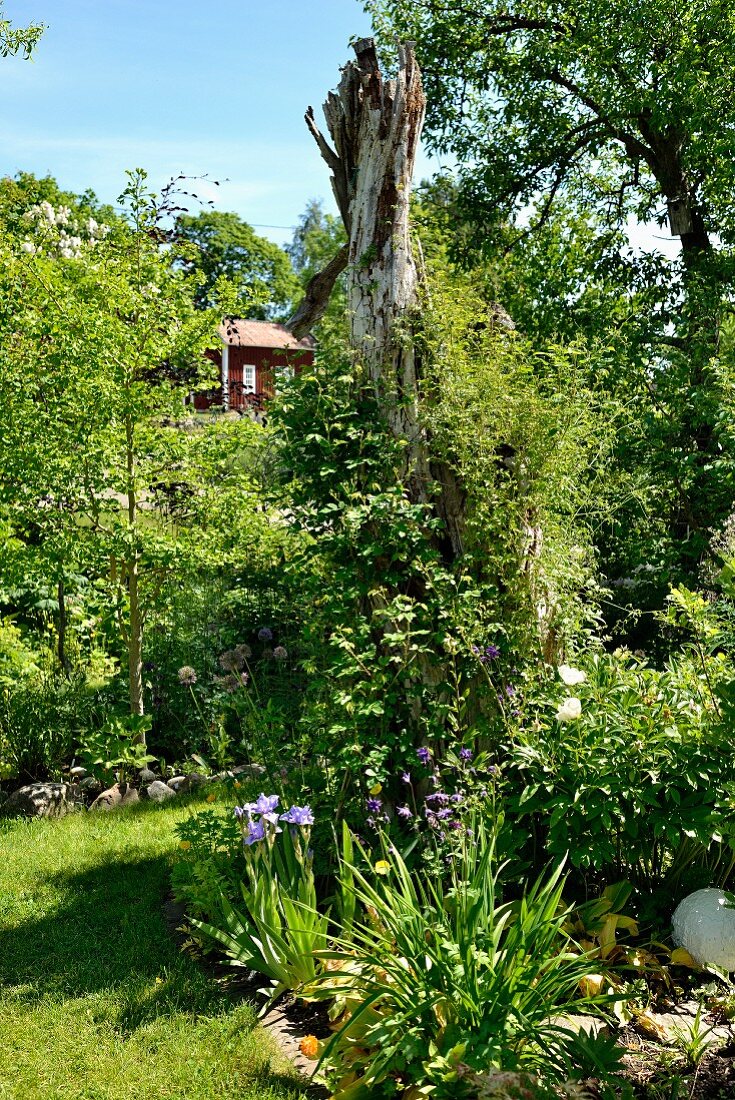 Beet mit blühenden Blumen, Iris, in sommerlichem Garten