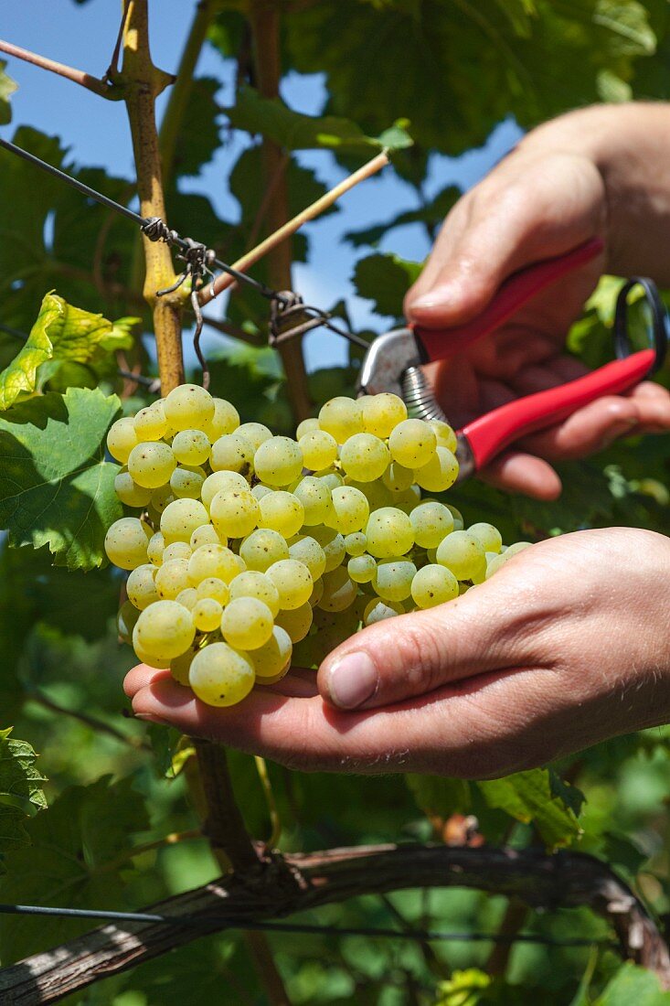 White wine vines being cut at the Karl Friedrich Aust vineyard in the Radebeuler Oberlössnitz, Saxony