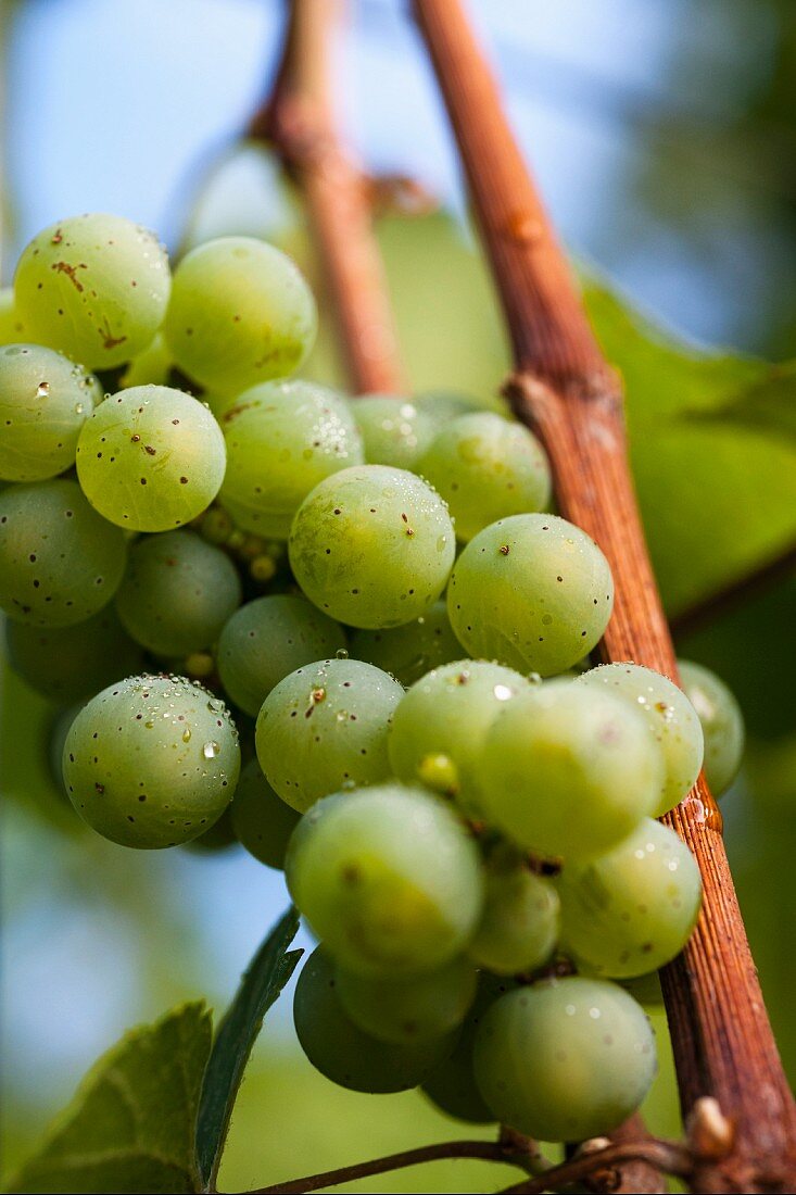 White wine grapes with dew at the Karl Friedrich Aust vineyard in the Radebeuler Oberlössnitz, Saxony