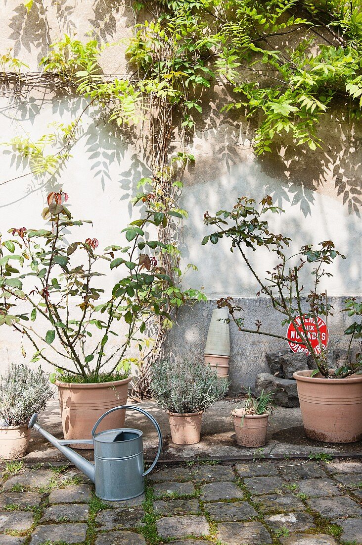 Pflanzentöpfe auf Boden und Giesskanne aus verzinktem Blech, vor begrünter Wand im Innenhof