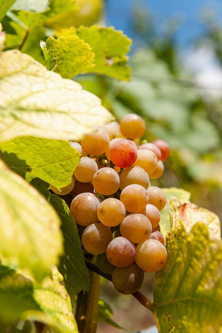 A white wine vine at the Karl Friedrich Aust vineyard in the Radebeuler Oberlössnitz region, Saxony