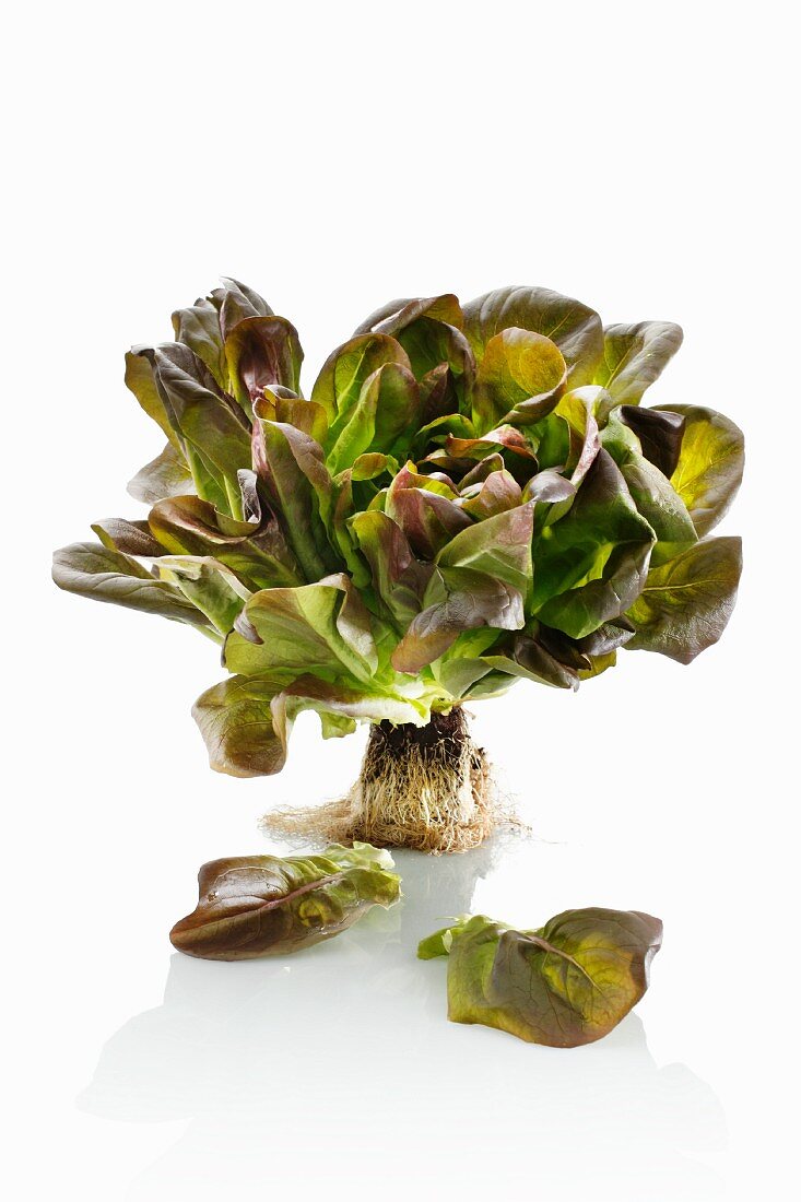 A lettuce with roots