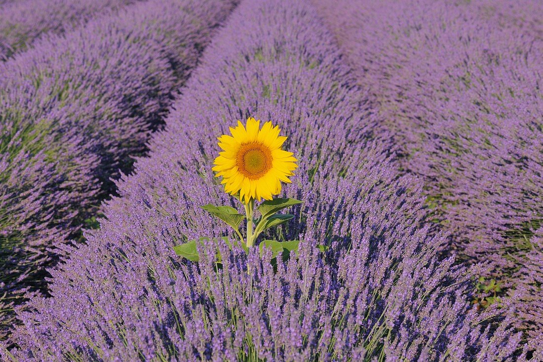 Strahlende Sonnenblume in lilafarbenem Blütenmeer; Provence, Frankreich
