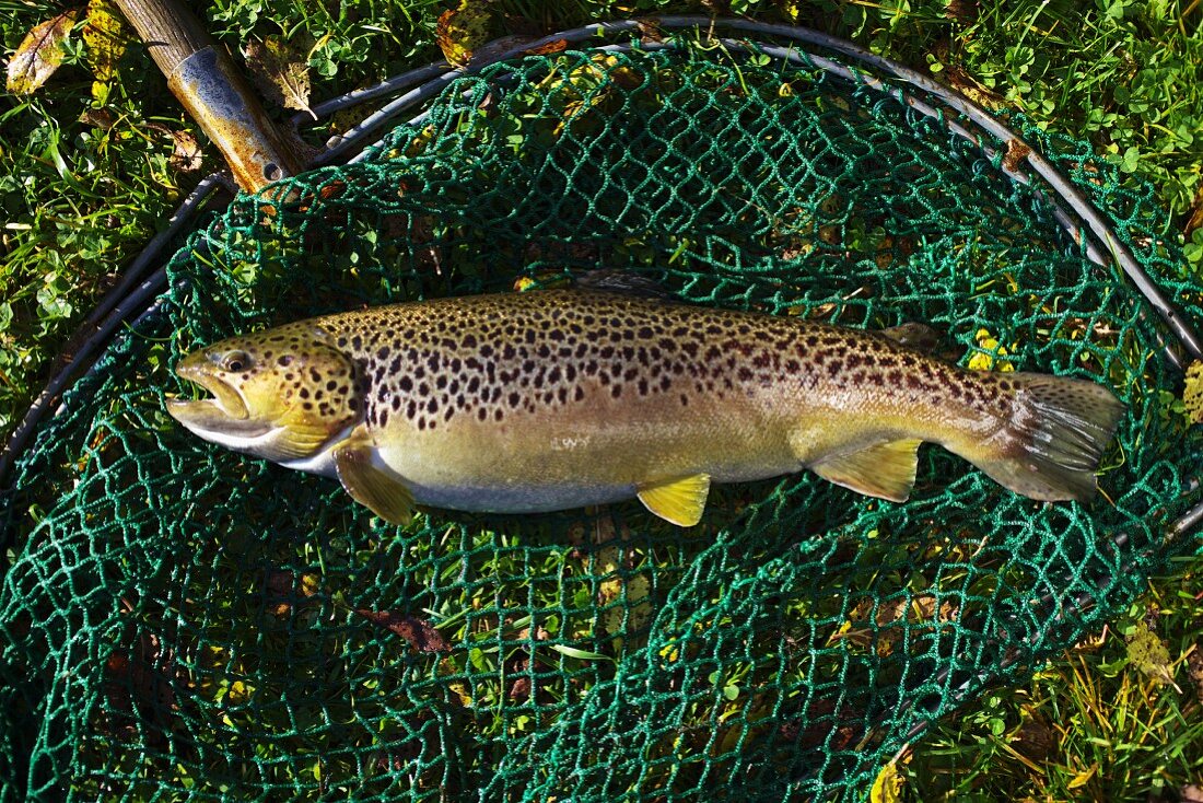Farm-bred trout in a net