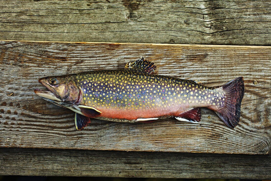 Brook trout on a wooden board