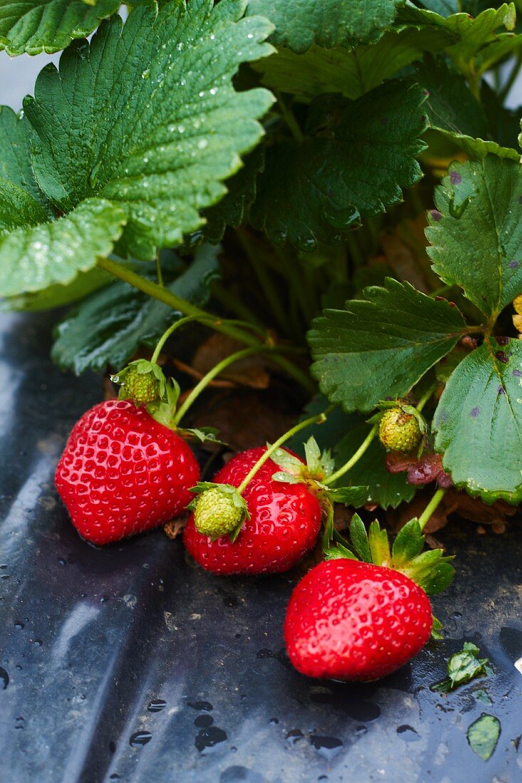 Strawberries on garden foil