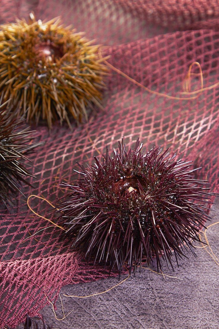 Sea urchins on a net