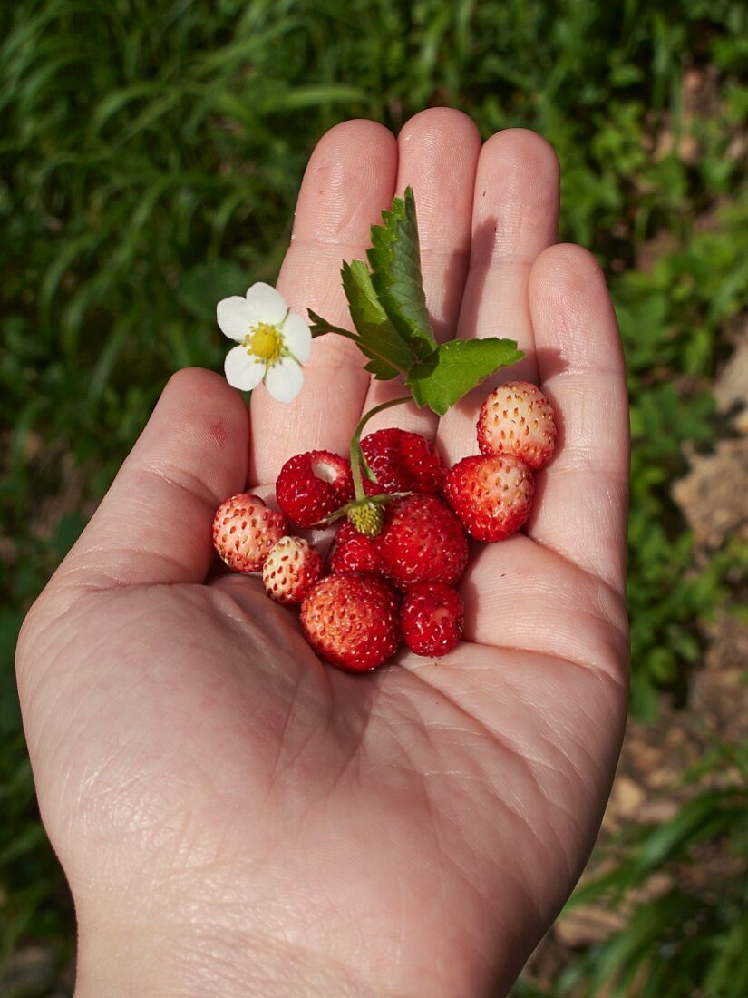 A hand holding fresh wild strawberries