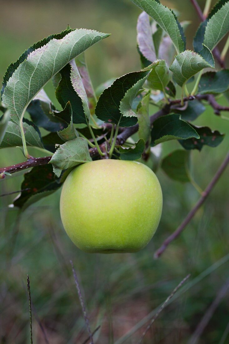 Grüner Apfel am Zweig