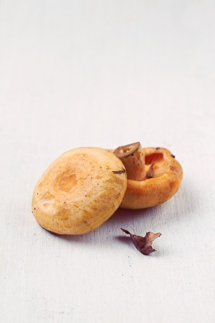 Red pine mushrooms on a white surface