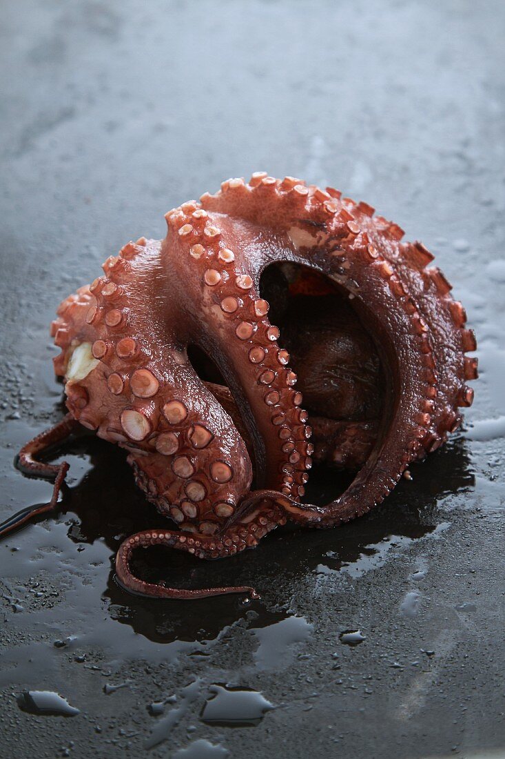 Octopus on a black surface