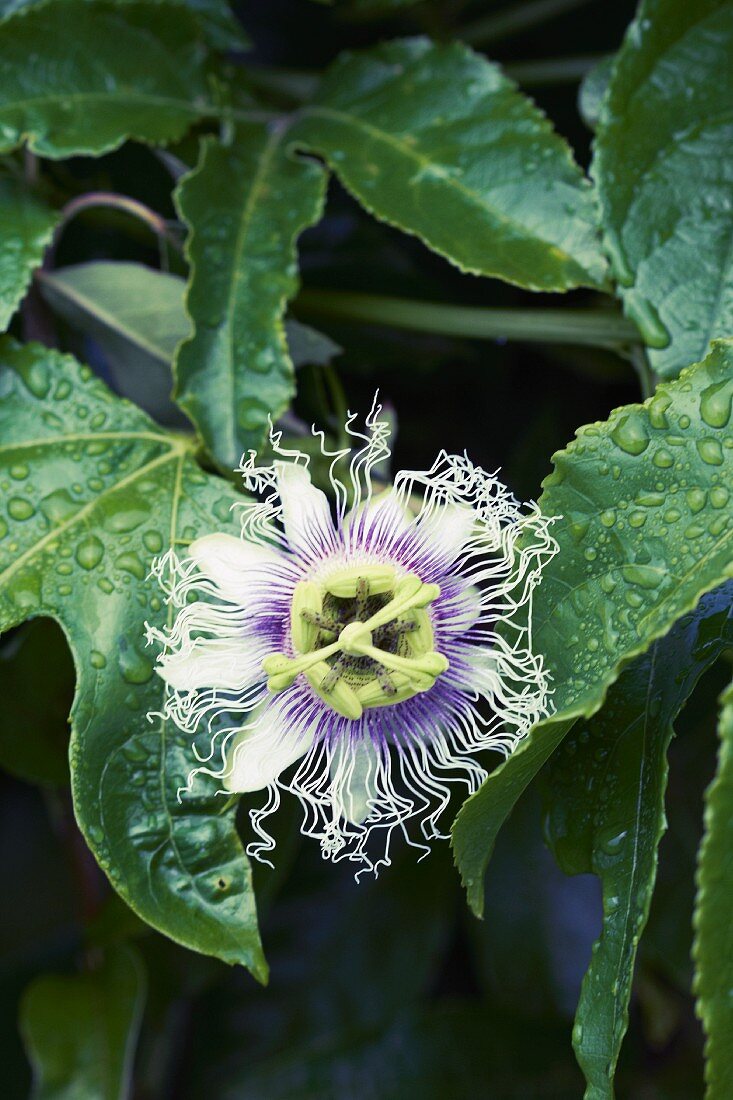 A passionfruit flower