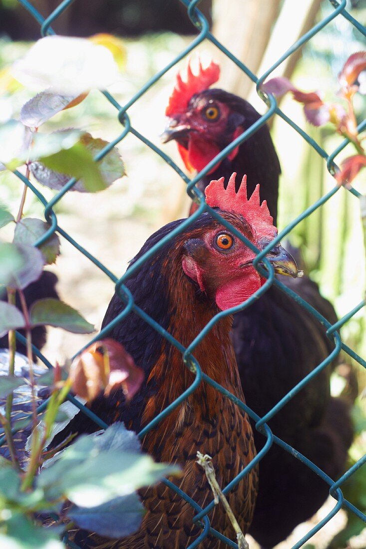Hühner im Garten hinter Maschendrahtzaun