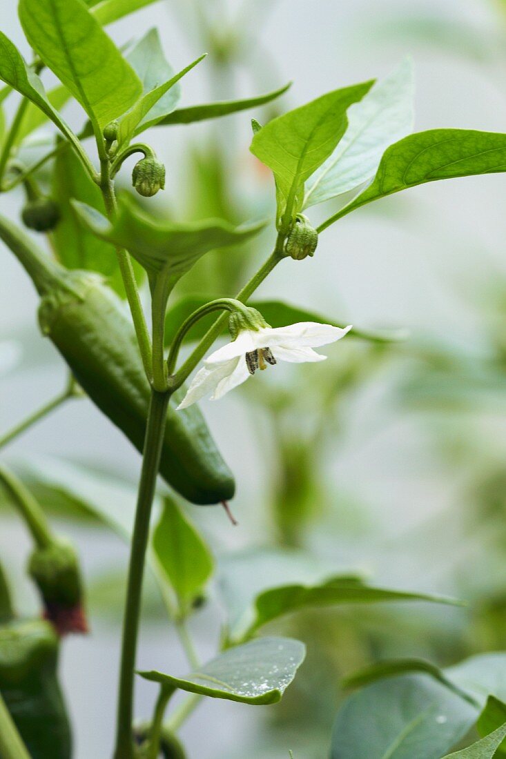 Peperonipflanze mit Blüten