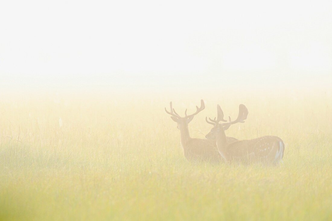Fallow deer in a field in the morning mist