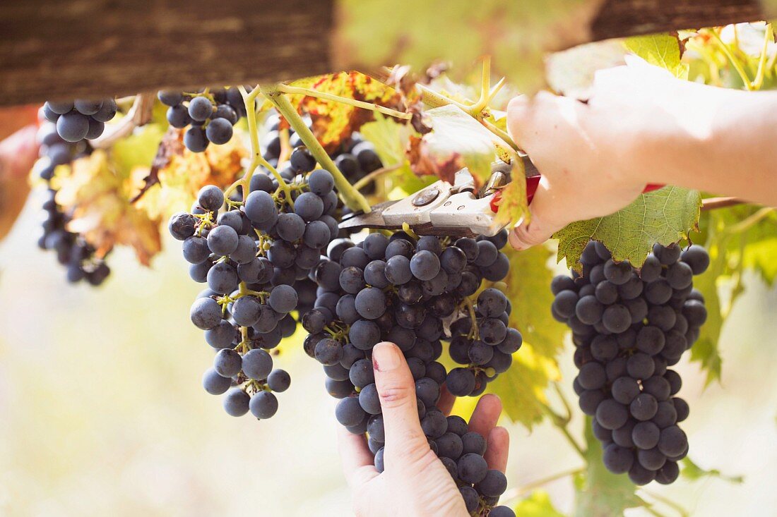 A woman cutting grapes from a vine (Premosello, Verbania, Piedmont, Italy)