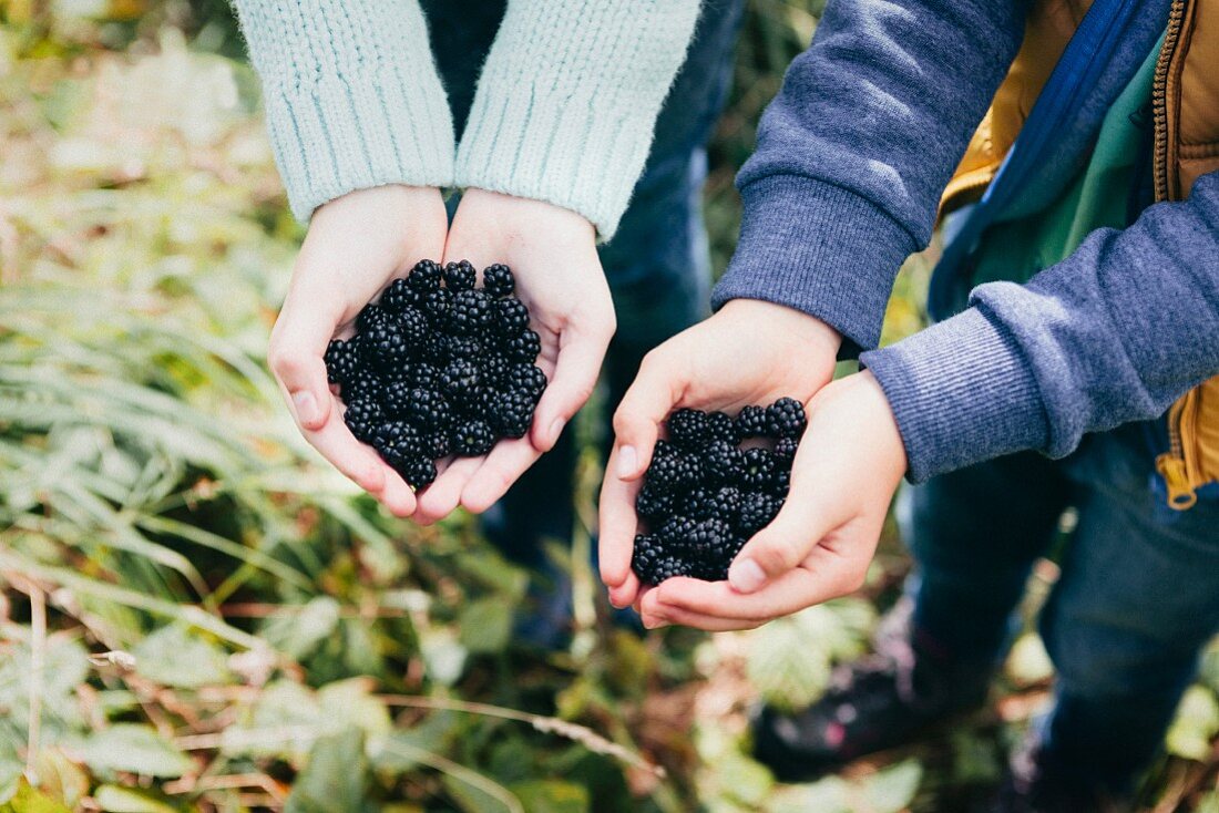 Two people holding freshly picked blackberries in their hands