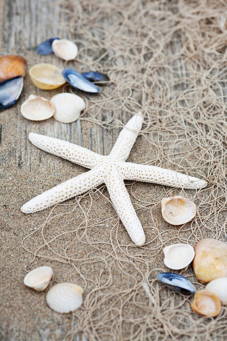 Starfish and seashells