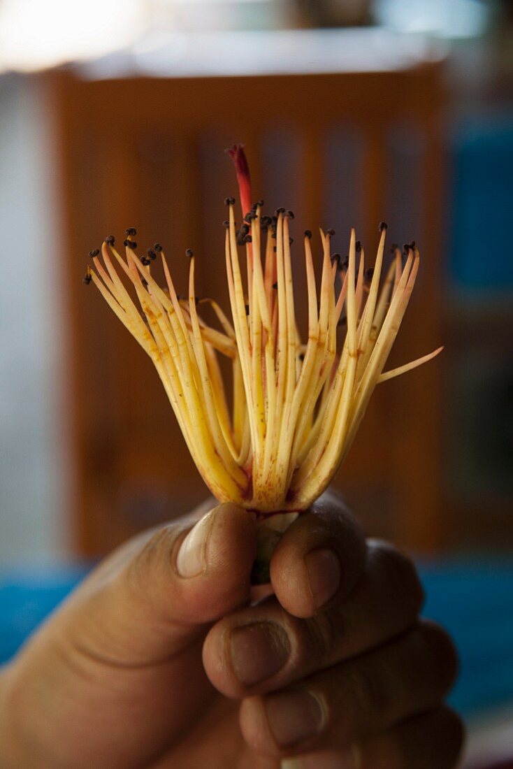 Hand hält Bombax (Essblume, Thailand)