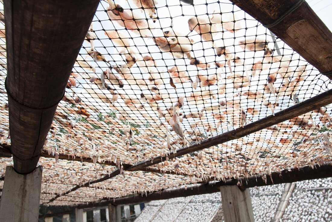 Squid drying in the sun (Thailand)