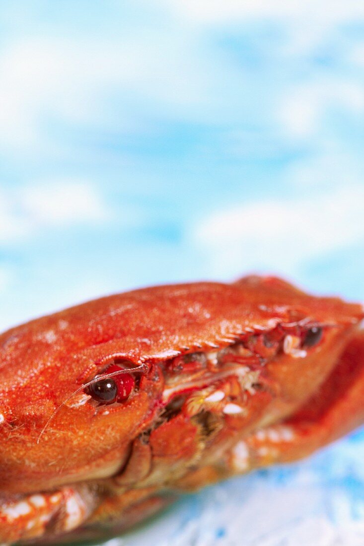 Whole Crab Close Up